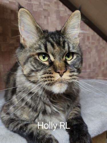 Holly Raksi Line, photo 4