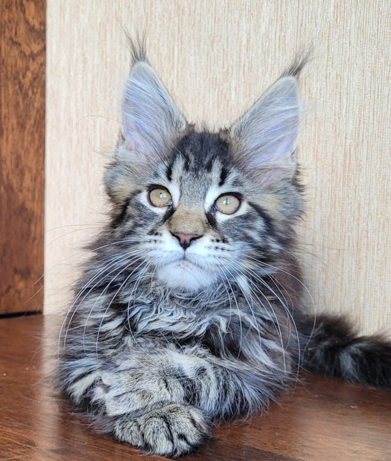 Maine Coon kitten from Home in Raksi, black classic tabby