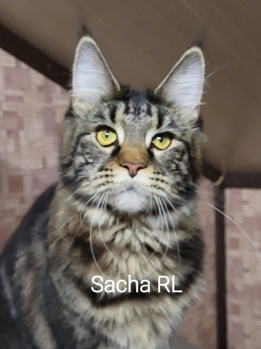 Sasha Raksi Line, photo 2