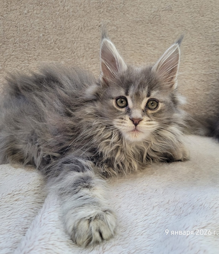 A blue Maine Coon kitten from Home in Raksi