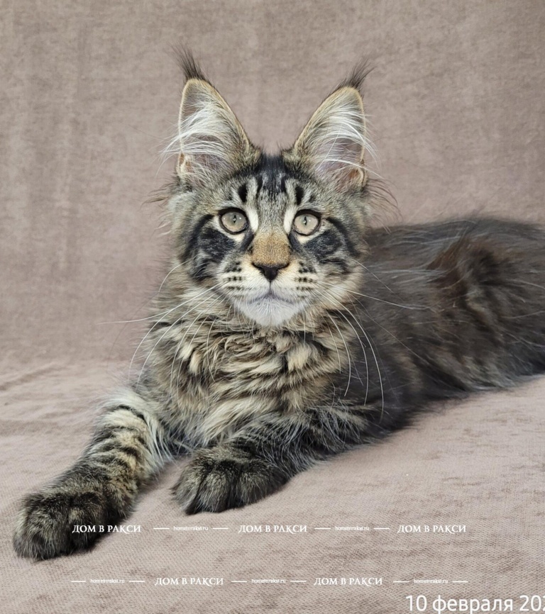 Maine Coon kitten Andy-Z Raksi line from Home in Raksi