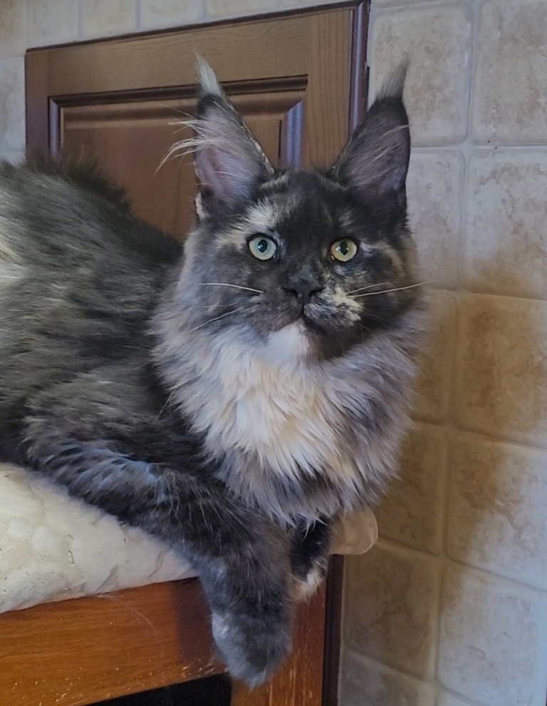 Maine Coon kitten Ella Raksi Line from Home in Raksi