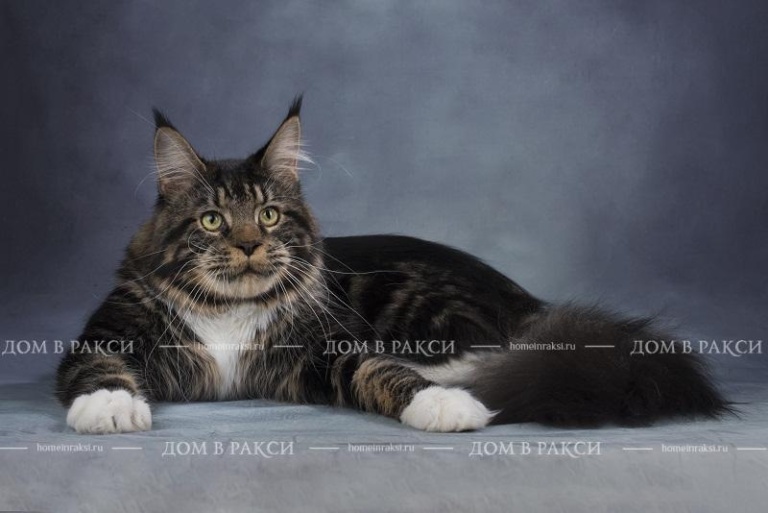 An adult Maine Coon from Home in Raksi