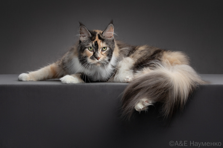 A tortie Maine Coon from Home in Raksi