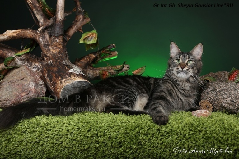 A black classic tabby Maine Coon at a photo shoot