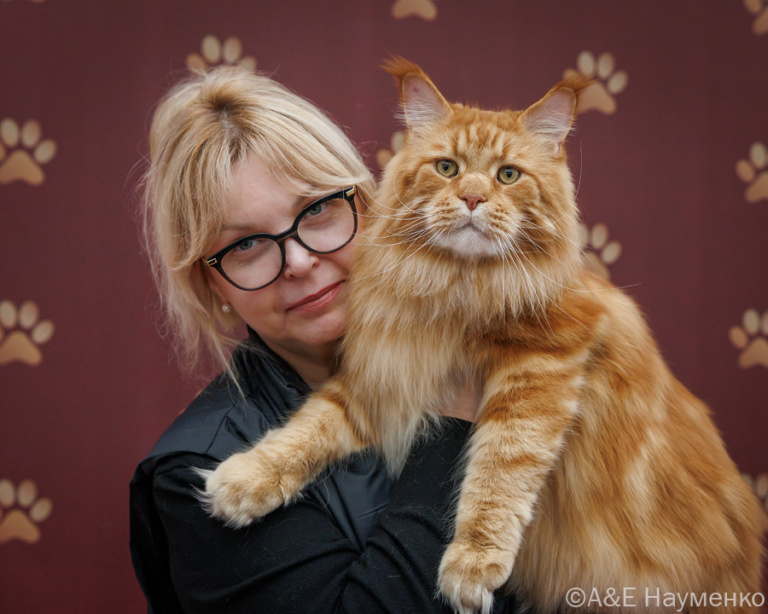 A red Maine Coon from Home in Raksi in someone's arms
