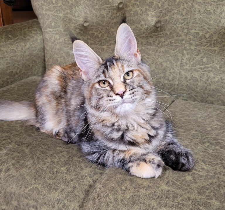A tortie Maine Coon female from Home in Raksi