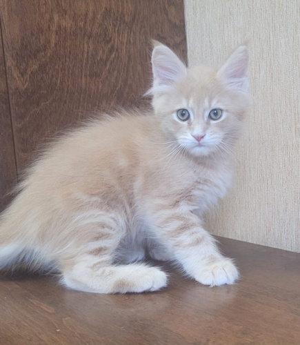 Happy Cat Raksi Line, photo 12