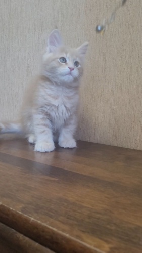 Happy Cat Raksi Line, video