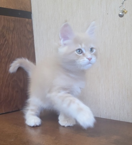 Happy Cat Raksi Line, photo 11