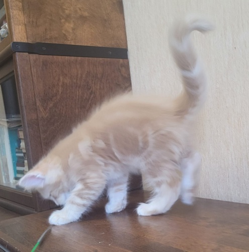 Happy Cat Raksi Line, photo 10