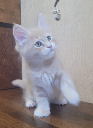 Happy Cat Raksi Line, photo 9