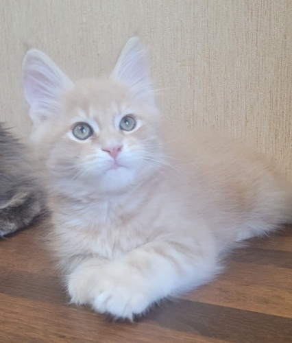 Happy Cat Raksi Line, photo 8