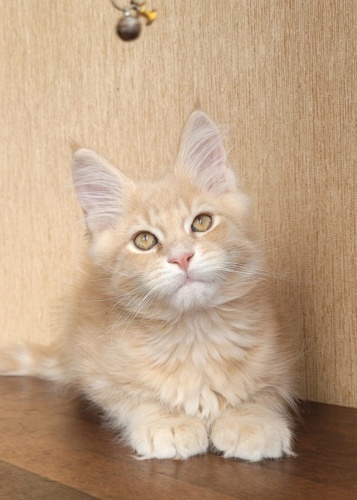 Happy Cat Raksi Line, photo 5