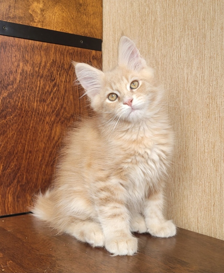 A red Maine Coon kitten from Home in Raksi