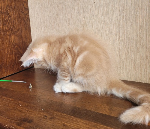 Happy Cat Raksi Line, photo 3