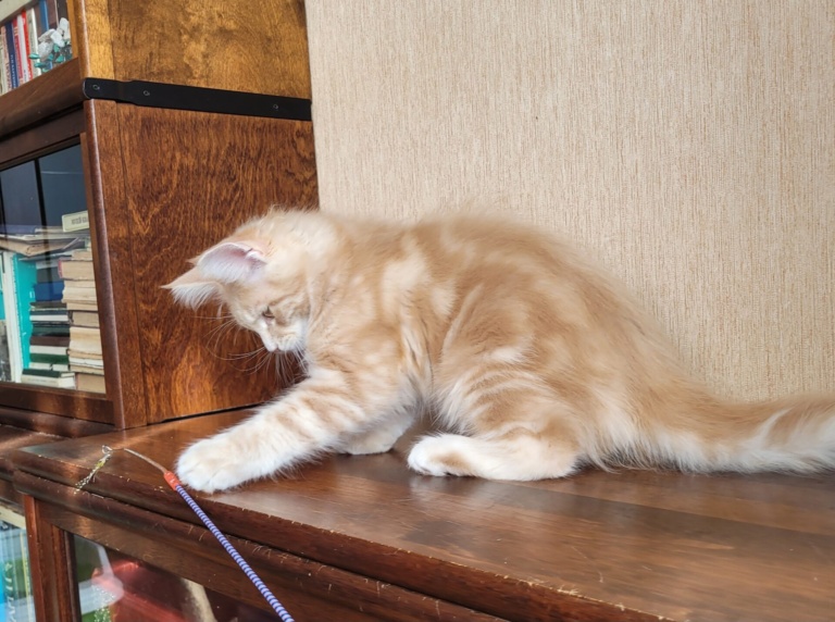 A cream Maine Coon kitten playing on a bookcase