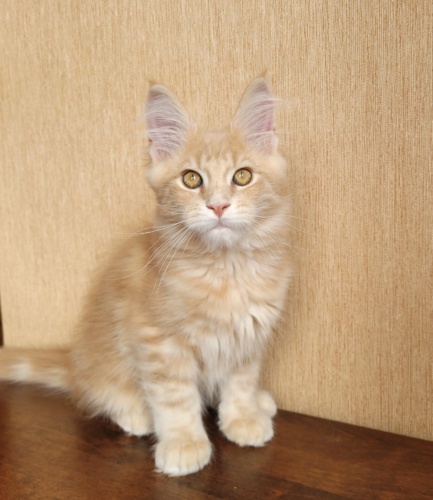 Happy Cat Raksi Line, photo 1