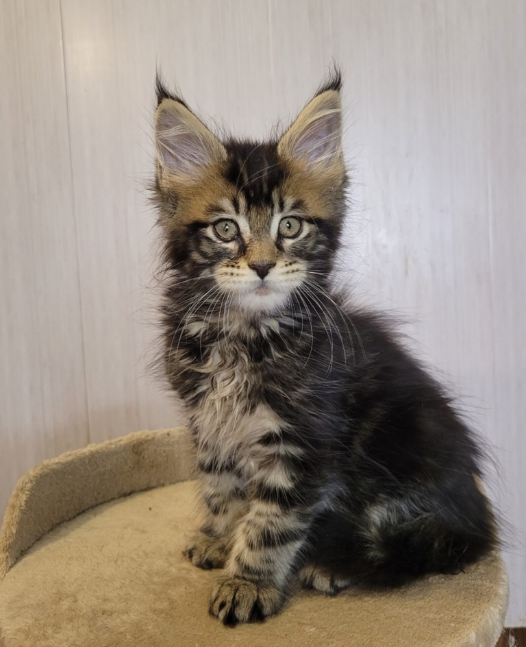 A Home in Raksi Maine Coon kitten on a scratching post