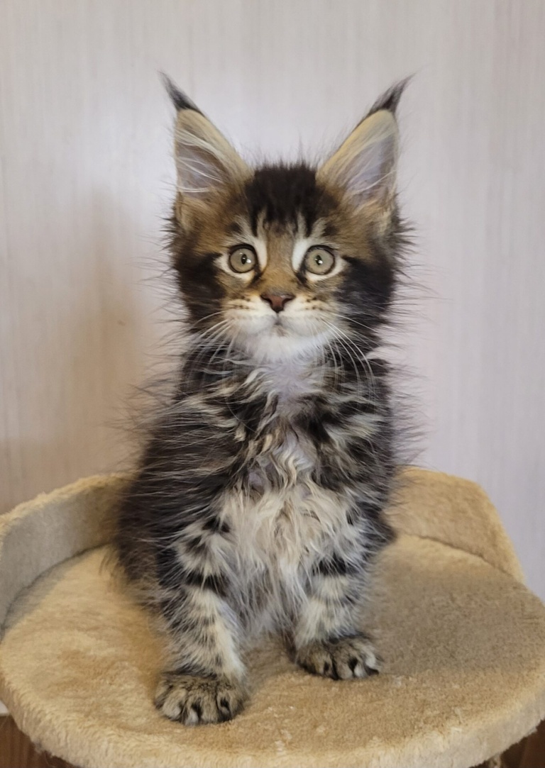 A Home in Raksi Maine Coon kitten on a scratching post