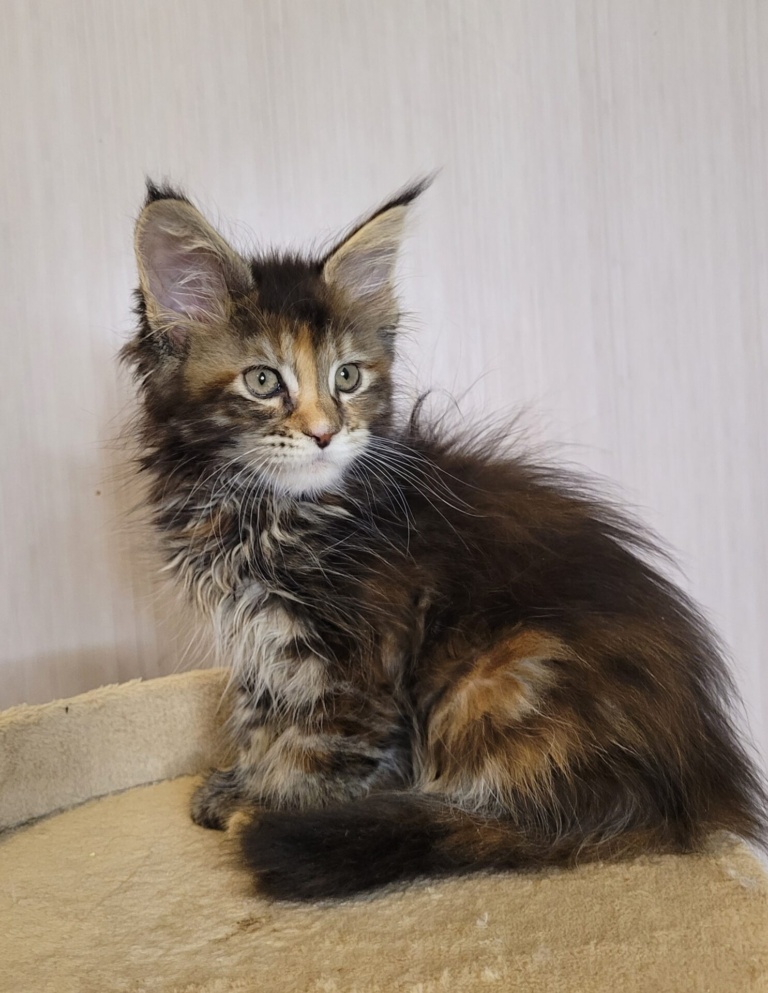 Maine Coon kitten from Home in Raksi