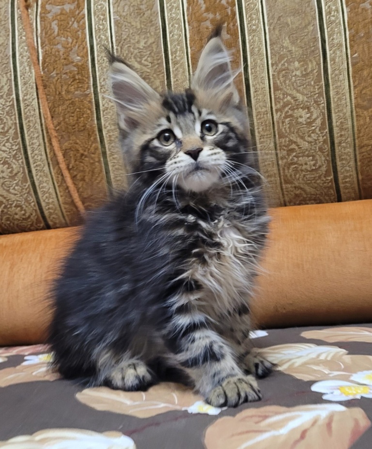 Котёнок мейн-кун на диване в новом доме