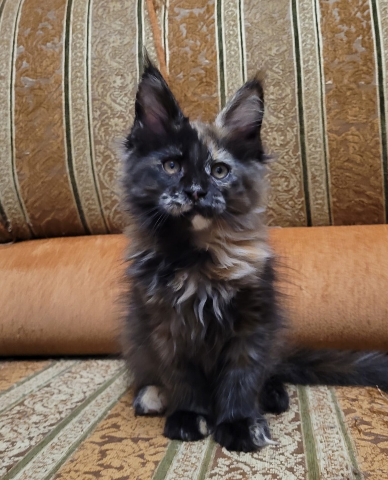 Maine Coon kitten from Home in Raksi