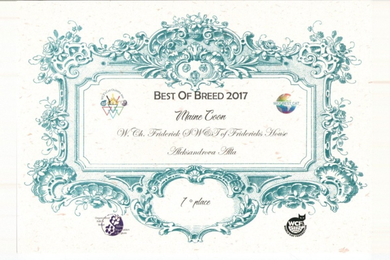 Диплом Best of Breed 2017 по породе мейн-кун (WCF): Friderick SW&T of Fridericks House