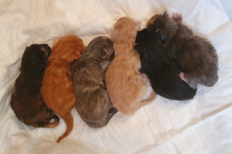 Новорождённые котята мейн-кун питомника «Дом в Ракси»