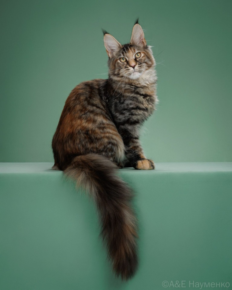 A young Maine Coon female from Home in Raksi