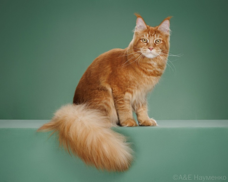 Red Maine Coon from Home in Raksi